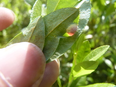 Exobasidium cassandrae