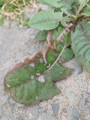 Podosphaera erigerontis-canadensis