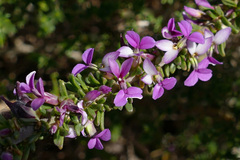 Muraltia macropetala