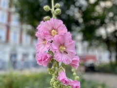 Alcea rosea