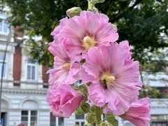 Alcea rosea