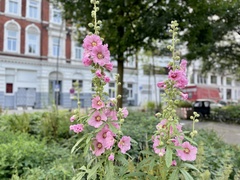 Alcea rosea