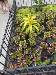 Coleus scutellarioides