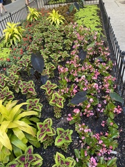 Coleus scutellarioides