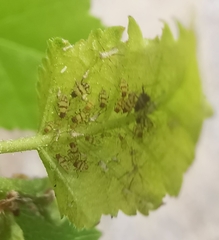 Callipterinella tuberculata