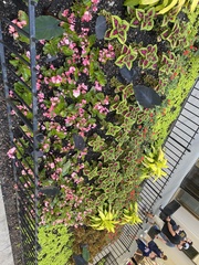 Coleus scutellarioides