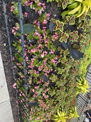 Coleus scutellarioides