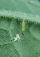 Macrolophus