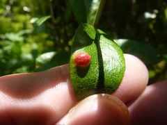 Exobasidium cassandrae