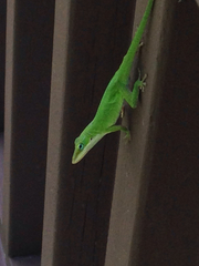 Anolis carolinensis