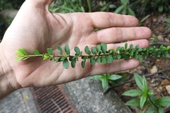 Phyllanthus cochinchinensis