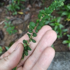 Phyllanthus cochinchinensis