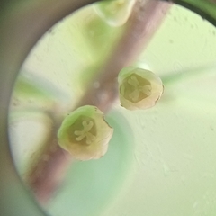 Phyllanthus cochinchinensis