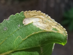 Stigmella catharticella
