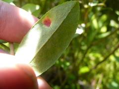 Exobasidium cassandrae
