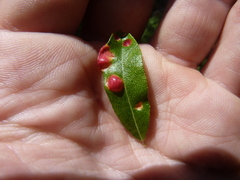 Exobasidium cassandrae