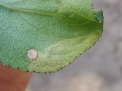 Stigmella catharticella