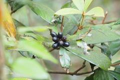 Alyxia sinensis