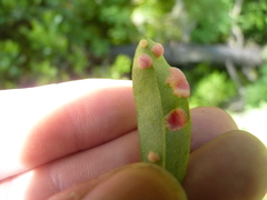 Exobasidium cassandrae