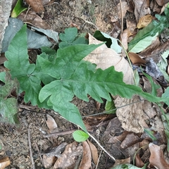 Tectaria subtriphylla