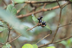 Alyxia sinensis
