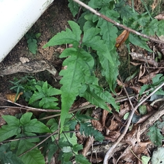 Tectaria subtriphylla