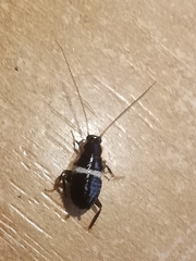 Planuncus tingitanus