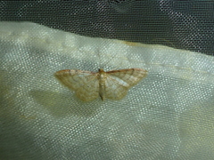 Idaea humiliata