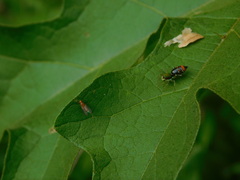 Cosmophasis gemmans