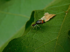 Cosmophasis gemmans