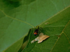 Cosmophasis gemmans