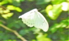 Morpho polyphemus polyphemus