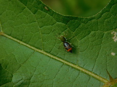 Cosmophasis gemmans