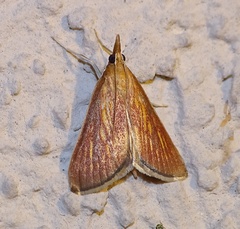 Nascia cilialis