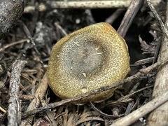 Cortinarius clandestinus
