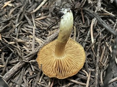 Cortinarius clandestinus