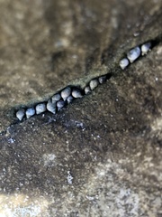 Melarhaphe neritoides