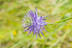 Phyteuma betonicifolium