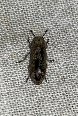 Ozotomerus japonicus