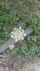 Daucus carota