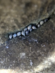 Melarhaphe neritoides