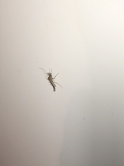 Chironomidae