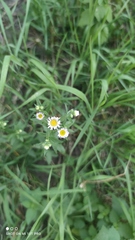 Erigeron annuus