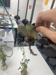 Goniolimon speciosum