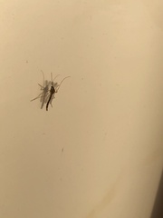 Chironomidae