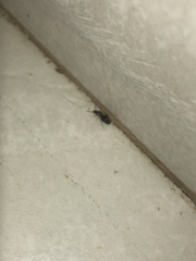 Nylanderia jaegerskioeldi