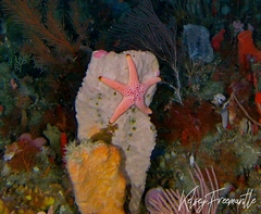 Nectria macrobrachia