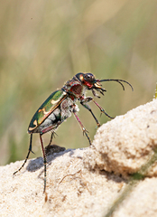Cicindela soluta