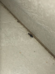 Nylanderia jaegerskioeldi