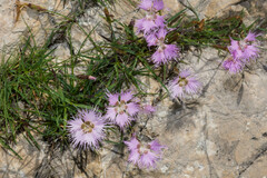 Dianthus hyssopifolius